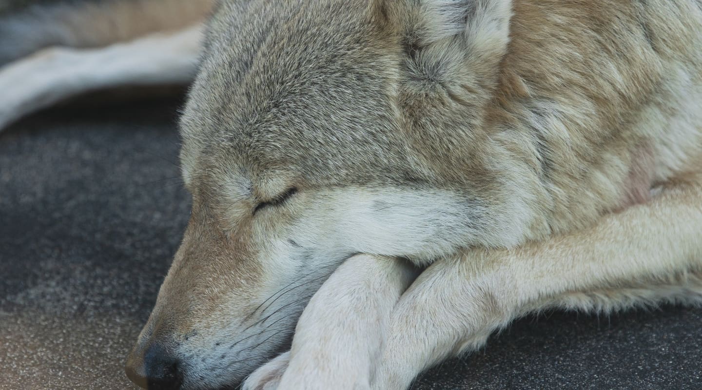 Quiz Which Sleep Chronotype Animal Are You? (and why it matters