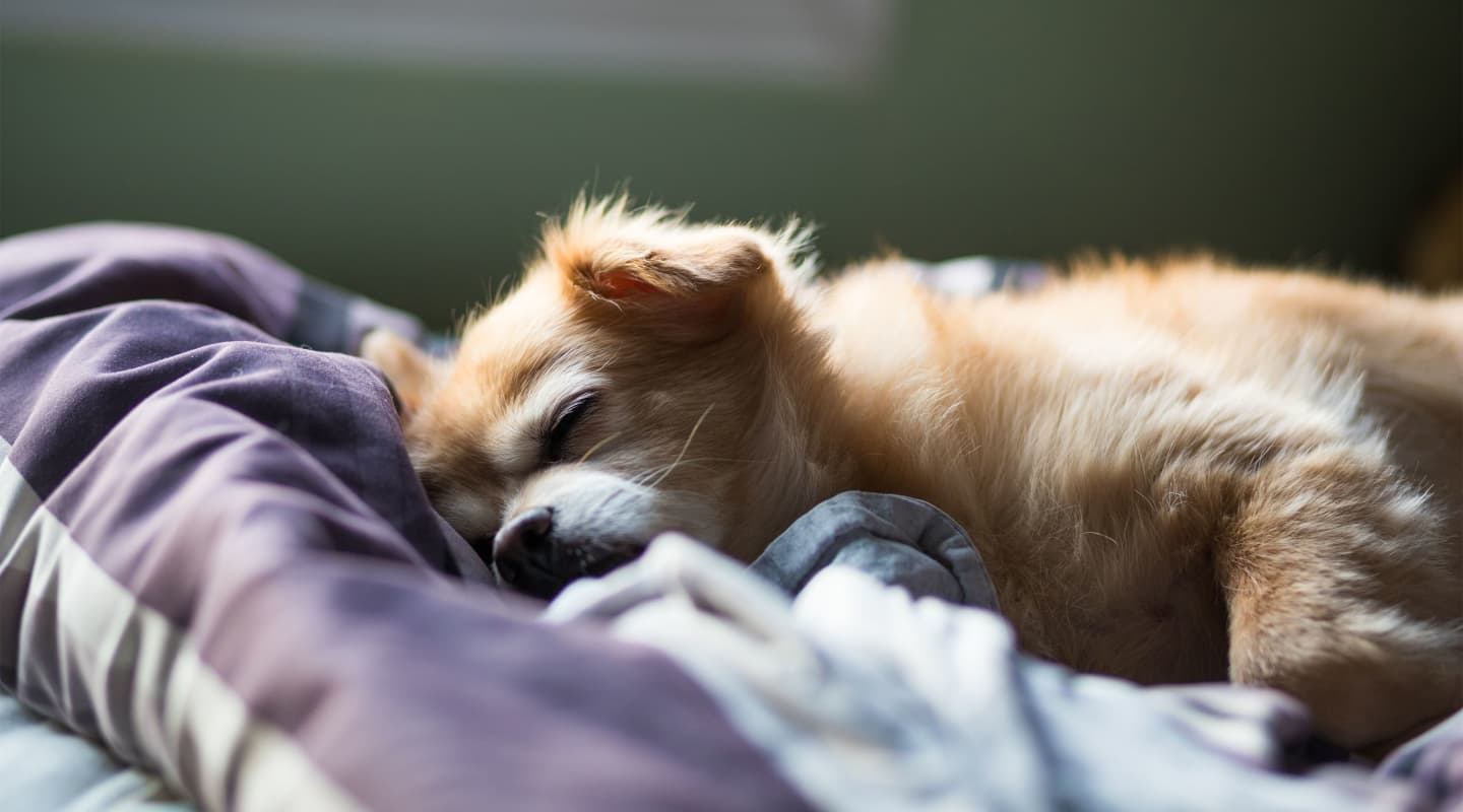 Sleep number dog bed discount