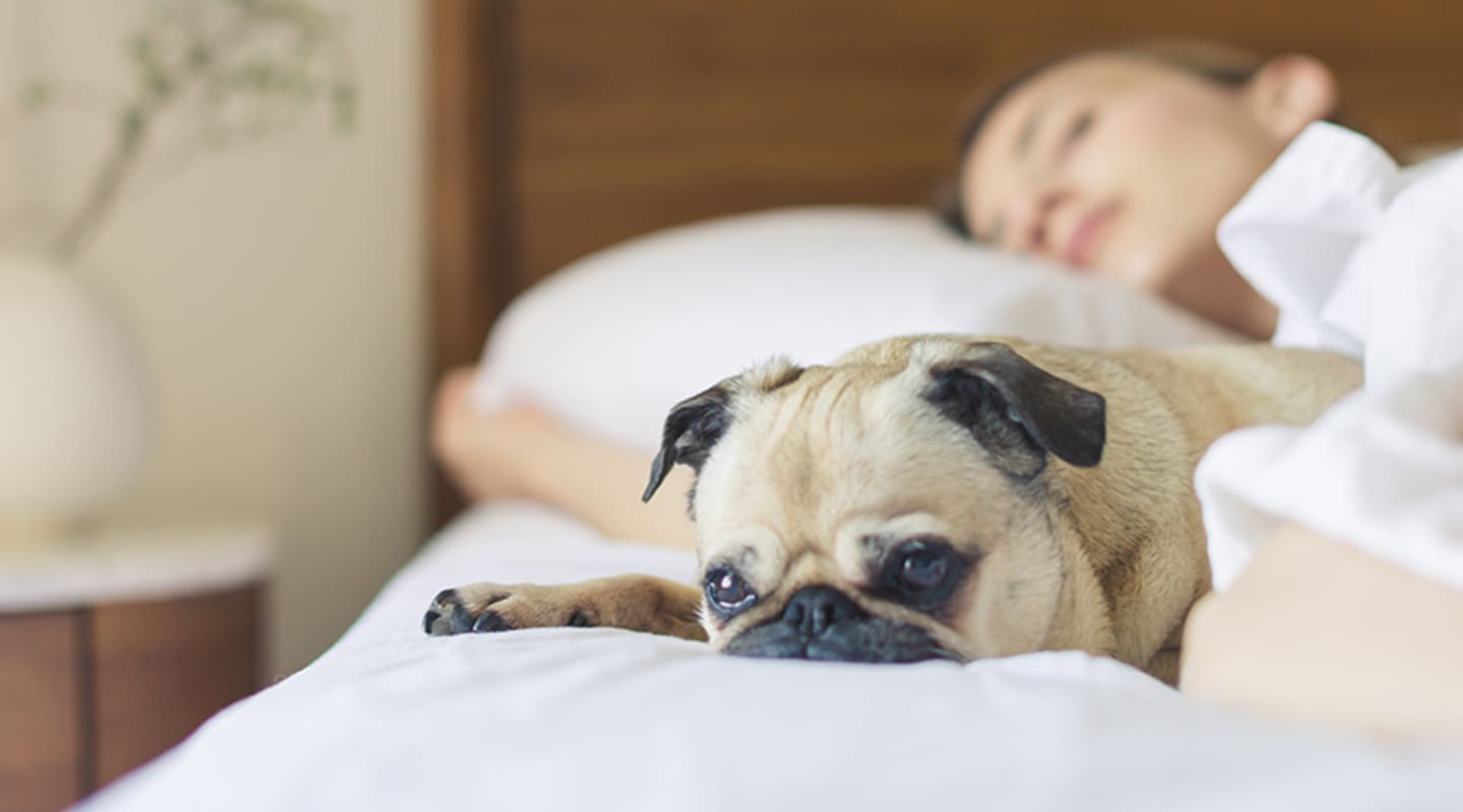 Quiz Which Sleepy Character Are You? And Which Bed Is Just Right