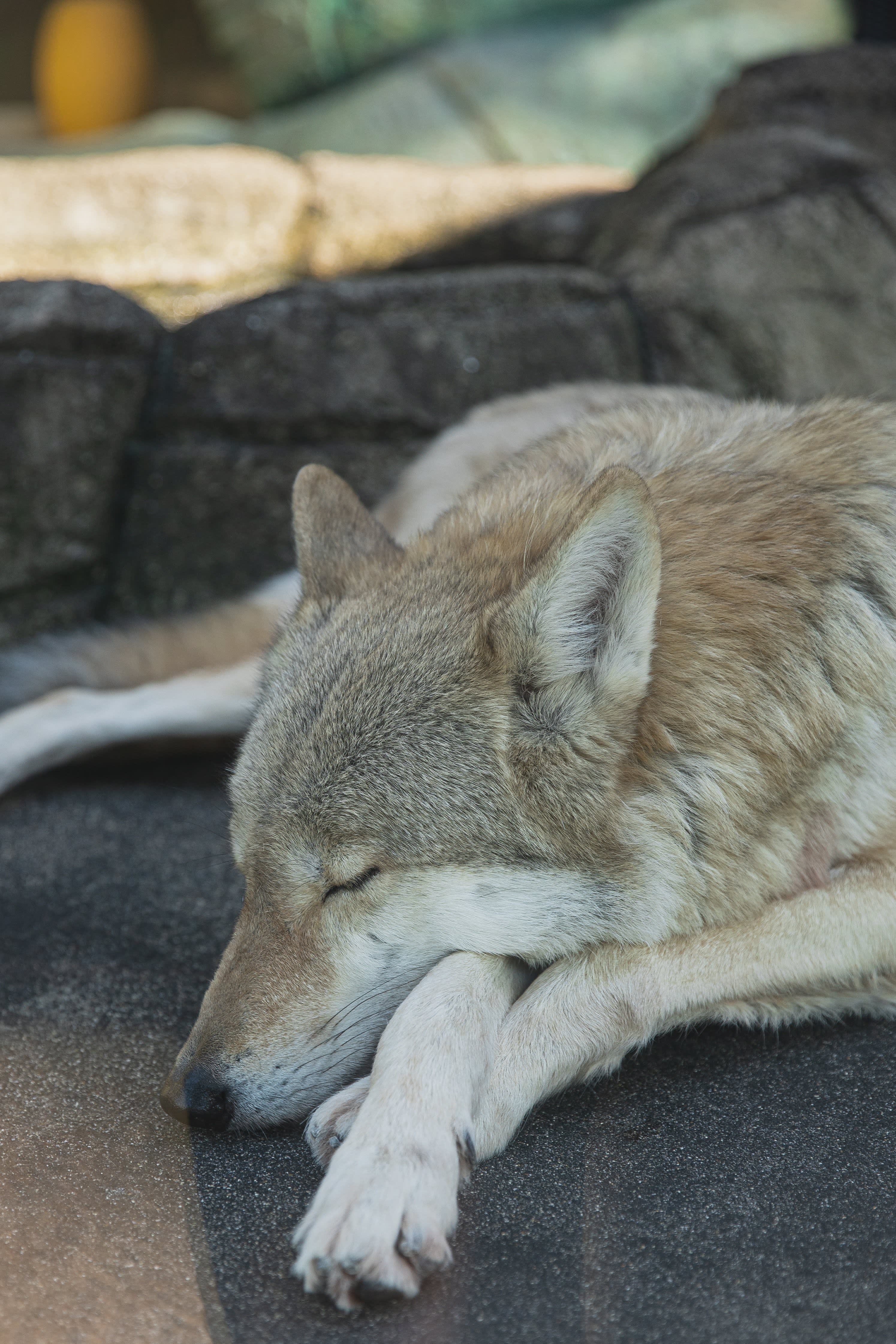 quiz-which-sleep-chronotype-animal-are-you-and-why-it-matters